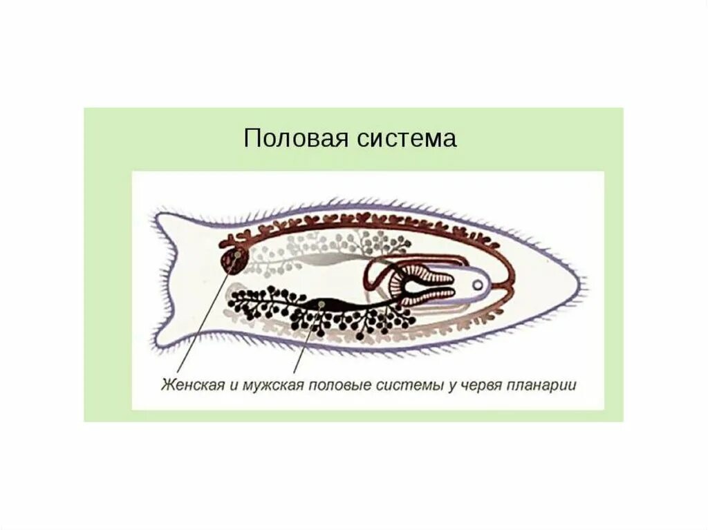 Плоские черви размножение. Молочная планария половая система. Половая система плоских червей планарии. Плоские черви половая система и размножение.