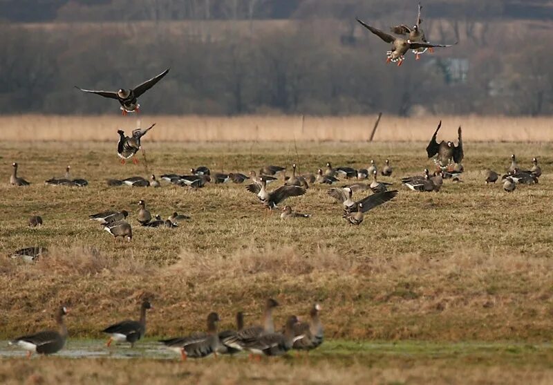 Spring hunting
