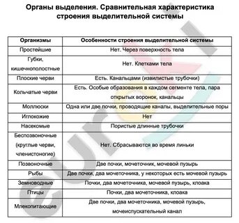 Группа животных органы выделения таблица