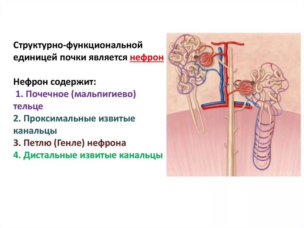 Основной структурно-функциональной единицей почки является. Строение структурно функциональной единицы почки. Структурной единицей почки является нефрон. Функциональной единицей почки является нефрон. Структурная функциональная единица почки называется