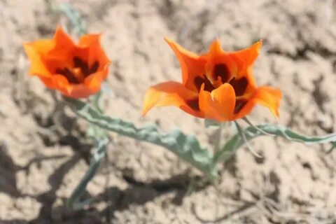 Руникалық формула секс