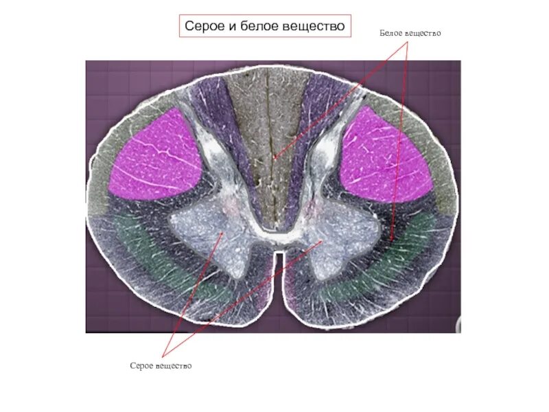 Строение мозга серое и белое вещество. Серое вещество и белое вещество спинного мозга. Серое вещество головного мозга гистология. Серое и белое вещество спинного мозга рисунок. Сервое и белое веществ.