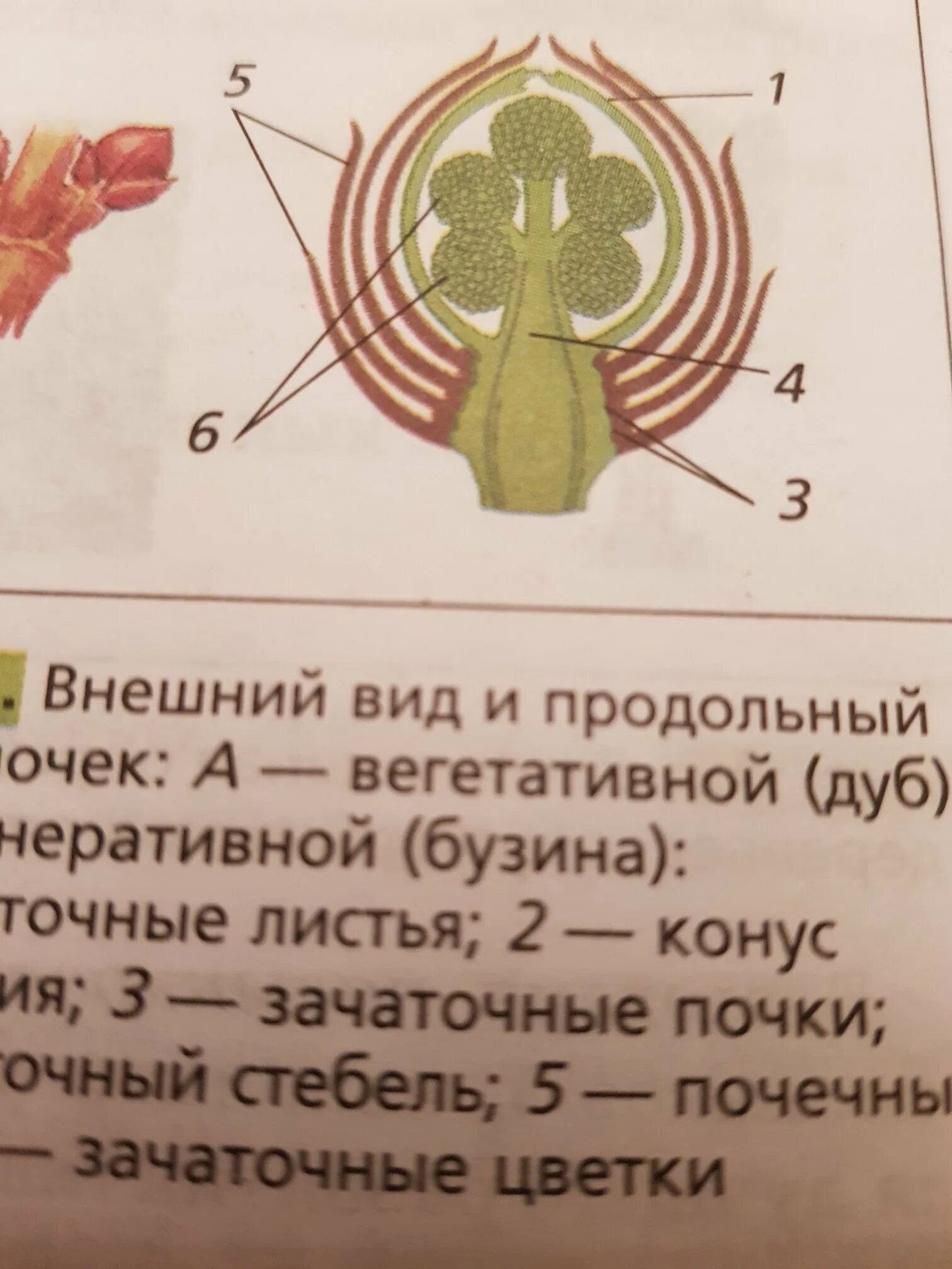 Какую функцию выполняет ткань генеративной почки. Рис. продольный разрез почки. внешний вид и продольный разрез почек биология 6 класс. внешний вид и продольный разрез почек. части генеративной почки.