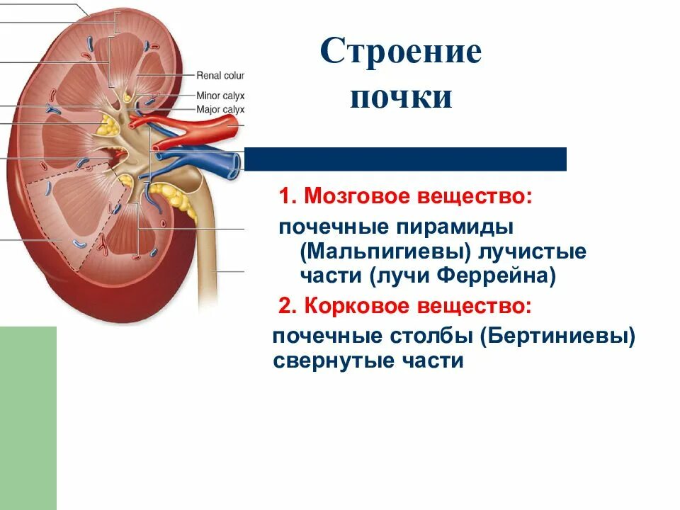 Почках и в головном мозге. Колонки Бертини строение почки\. Строение почки почечная пирамида. Бертиниева колонна почки. Строение почки почечные столбы.