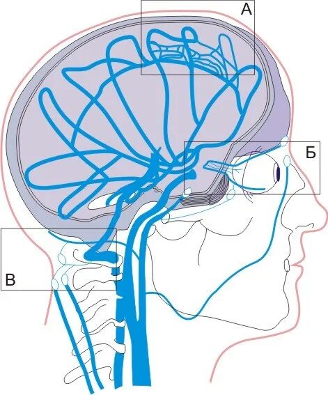Вены головного мозга. Венозный отток головного мозга анатомия. Головной мозг с сосудами (артерии и вены). Кровоснабжение мозга вены. Венозная система кровоснабжение мозга схема.