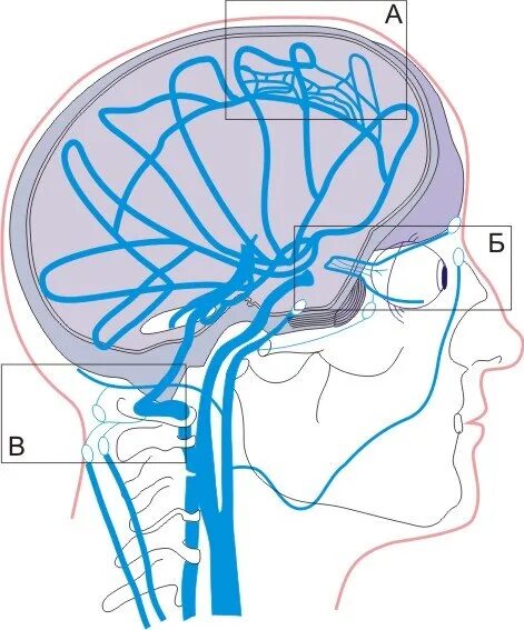 Отток крови от головного мозга. Венозный отток головного мозга анатомия. Кровоснабжение головного мозга венозный отток. Кровоснабжение мозга вены. Венозная система головного мозга схема.
