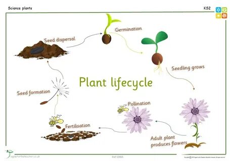 Life plants