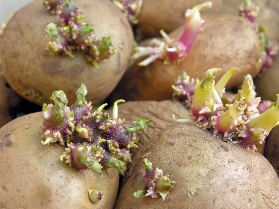 Картофель гала семенной с ростками. Посадка картофеля. Пророщенные клубни картофеля. Ростки картофеля. Световой росток картофеля.