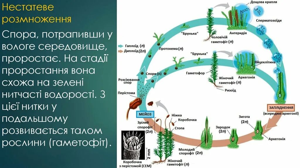 Предросток мха образуется из споры