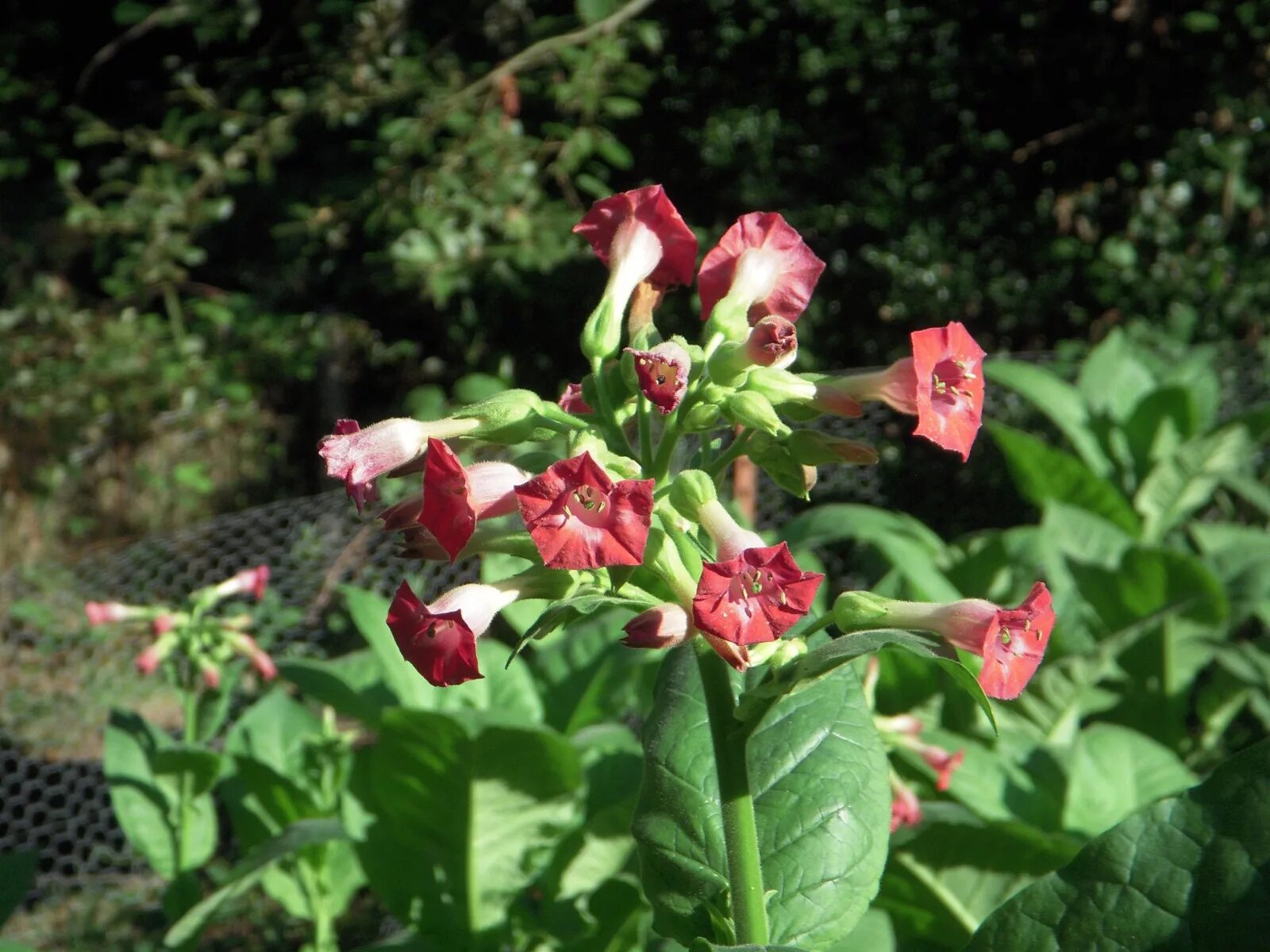 Растение Nicotiana tabacum. Табак махорка (Nicotiana Rustica l.). Nicotiana plumbaginifolia. Табак соцветие.