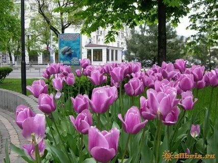 Цвет новороссийск