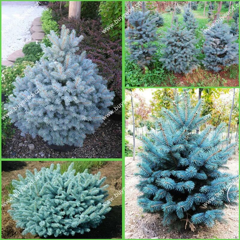 ель колючая (picea pungens glauca globosa). голубая ель глаука низкорослая. ель колючая (picea pungens glauca globosa). ель колючая super blue seedling. ель pungens glauca.