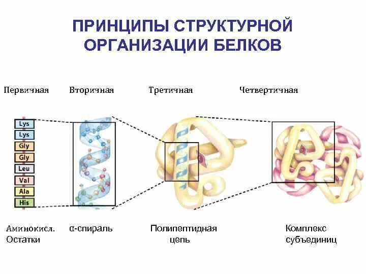 Структуры белка первичная вторичная третичная четвертичная. Структурная организация белковой молекулы. Четыре уровня структурной организации белка. Первичный вторичный третичный четвертичный. 4 организации белка