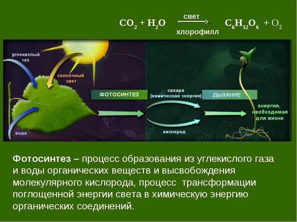 Фотосинтез свет хлорофилл световая фаза и темновая фаза схема. Процесс фотосинтеза органическая химия. Фотосистема 1 фотосинтез. Образование кислорода в процессе фотосинтеза фаза. В результате фотосинтеза образуются белки