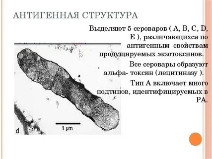 Возбудитель гангрены