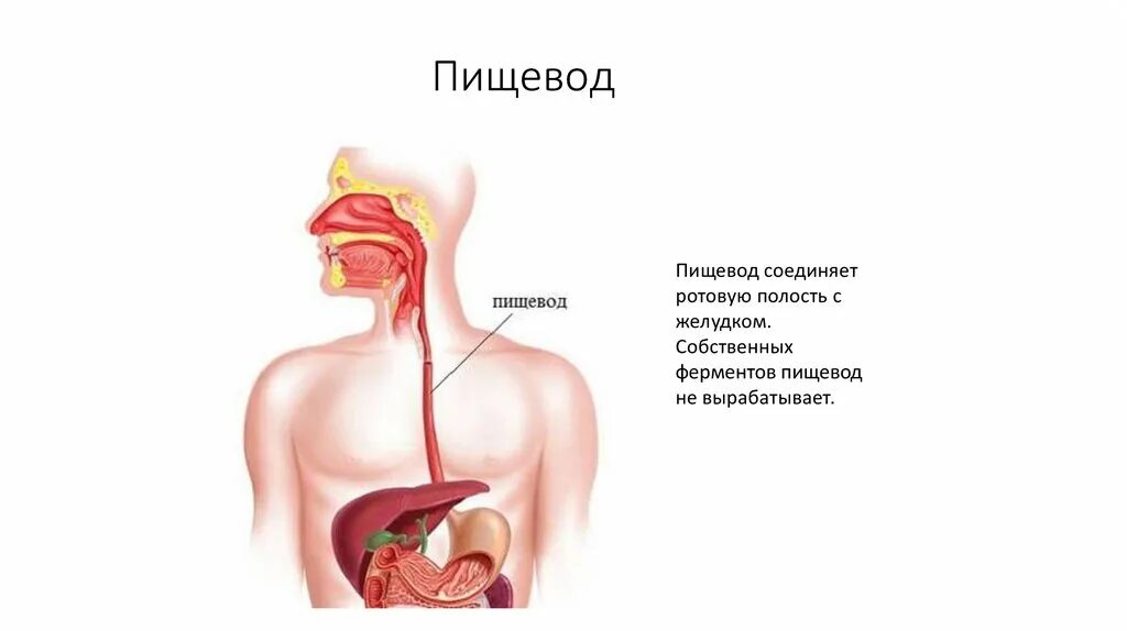 Органы человека желудок и пищеварительная система. Пищевод вырабатывает ферменты. Пищеварение в ротовой полости глотание. Этапы расщепления веществ в ротовой полости. Белки расщепляются в пищеводе ротовой полости тест.