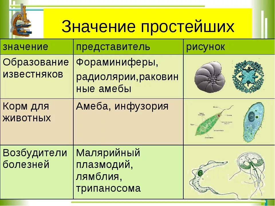 Значение групп простейших. Одноклеточные простейшие. Значение простейших. Значение простейших в природе. Многообразие простейших.