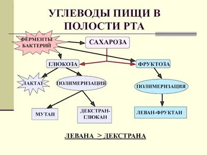 Углевод бактерий