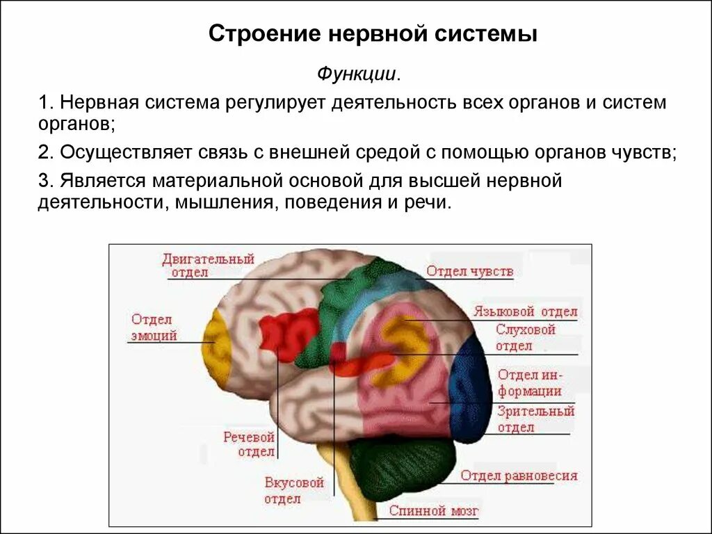 Часть мозга обеспечивающая высшую нервную деятельность человека. Органы чувств и отделы мозга. Мозг и нервная система. Строение нервной системы головного мозга.