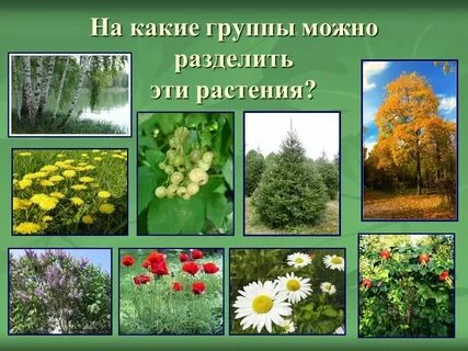 Какая группа растений наиболее богата видами