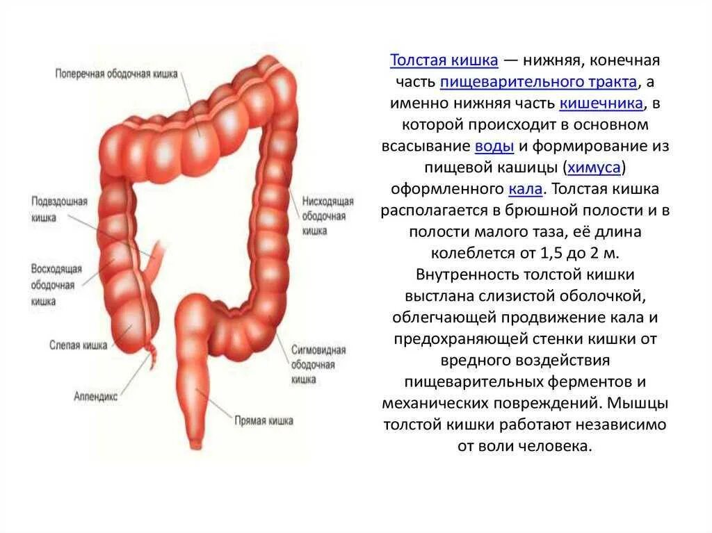 Кишечник особенности и функции. Строение отделов толстой кишки. строение кишечника отделы толстого кишечника. толстая кишка анатомия строение. толстой кишечник строение и функции.