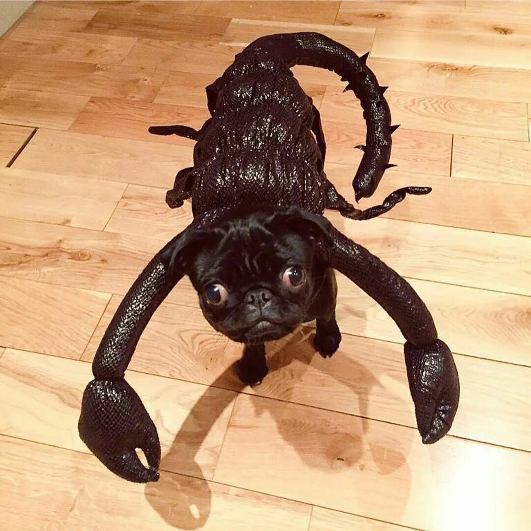 Кот скорпион. Мой хозяин идиот. кот в костюме паука. смешной скорпион. собака скорпион.