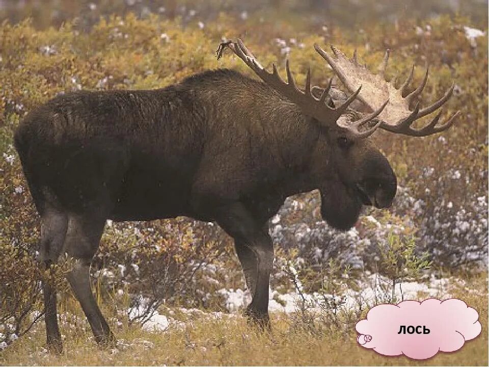 Описание лося 4 класс окружающий мир