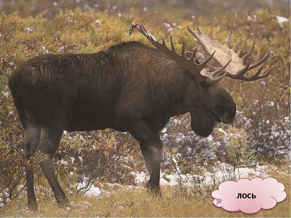 Западно Сибирский Лось. Уральский Лось. Лось на Урале. Сибирский Сохатый. Животные средней сибири