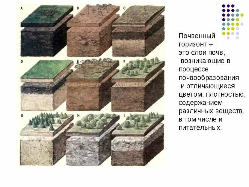 Определите название почвенного слоя