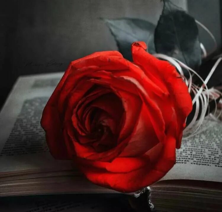 изысканные цветы. изысканные розы. изящные цветы. изысканные цветы. роскошные цветы.