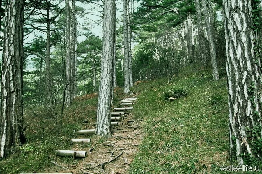 Лесная тропа инехабудки. Столбы красноярск тропа. Боткинская тропа ялта. Юлод трэйл. Тропа на канале.