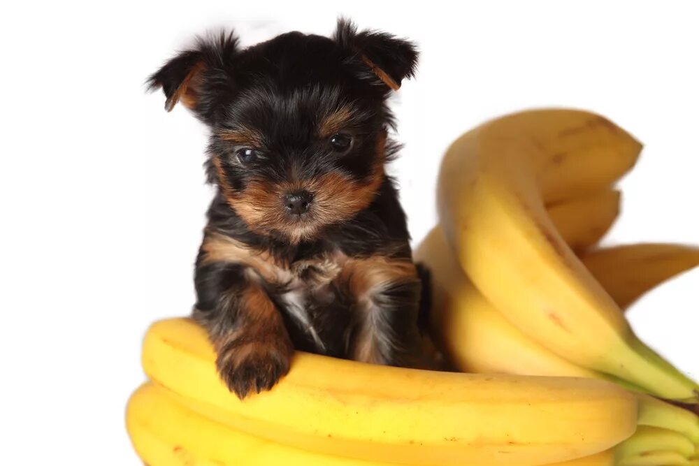 Можно собаке давать фрукты. Йоркширский терьер. Йоркширский терьер щенок на белом фоне. Собака банан. Терьер банан.