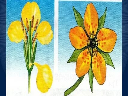 Ресейлік актрисалардың қатысуымен секс көріністері