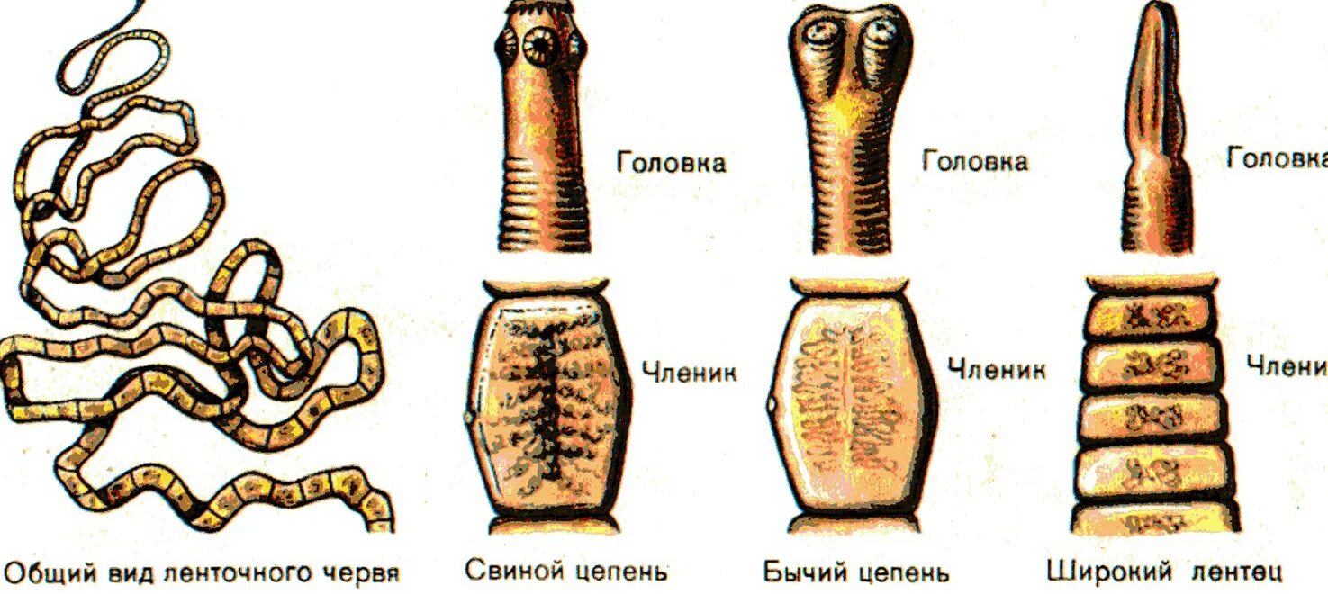 Строение членика широкого лентеца. Стробила ленточных червей. Ленточные черви свиной бычий цепни. Ленточный червь бычий цепень.