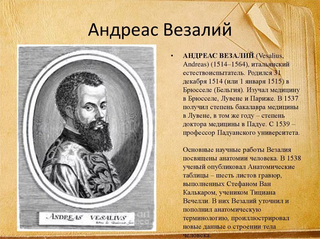 Основоположник современной научной анатомии. Андреас Везалий (1514-1564). Андреас Везалий(1514 – 1654 гг). Везалий (1514-1564).