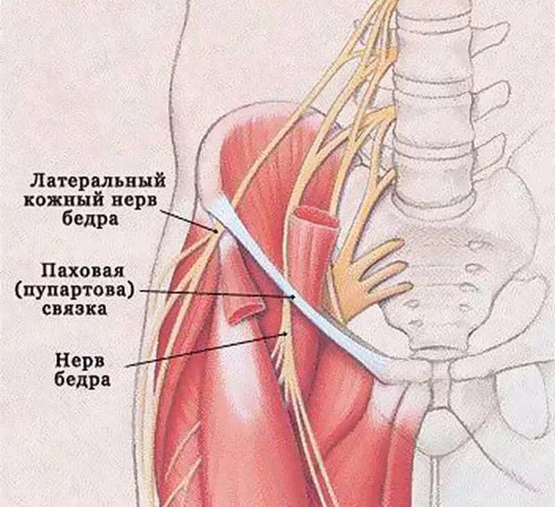 Подвздошно-паховый нерв анатомия. Наружный латеральный нерв бедра. Латеральный кожный нерв бедра. Латеральный нерв бедра анатомия.