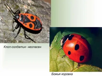 Божья коровка обитание