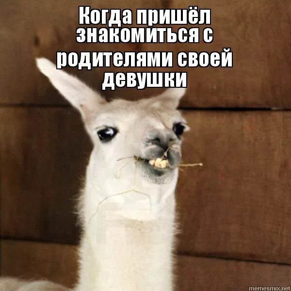 знакомит с родителями. анекдот ,приходит молодой человек знакомиться с родителями. мем когда знакомишься с родителями. приколы с родителями. знакомствосс родителями мем.