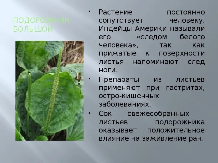 Послушайте текст почему подорожник получил такое название. Подорожник лекарственное растение. подорожник большой. почему растение подорожник так названо. лекарство листья подорожника.