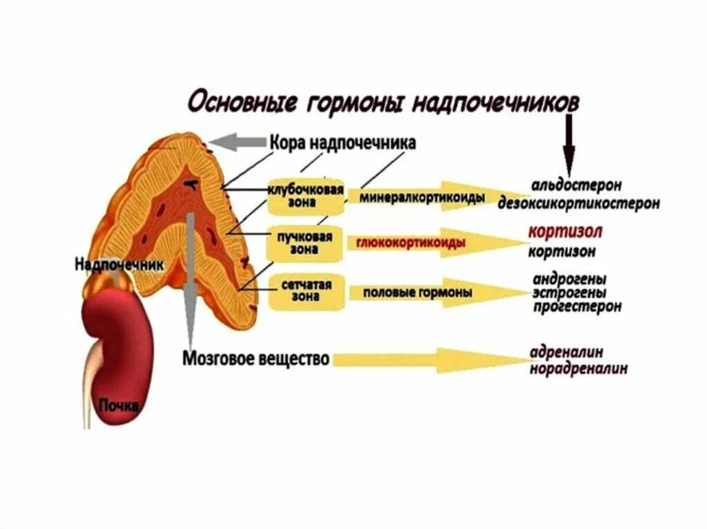 Надпочечники строение гормоны зоны. Функции гормонов коры надпочечников физиология. Гормоны коры надпочечников схема. Регулирует структуру и функцию коры надпочечников гормон….