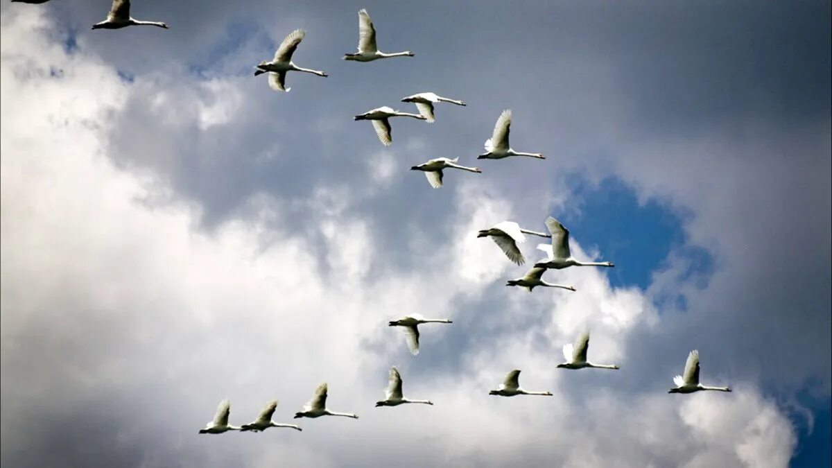 Белые журавли в небе. Перелётные птицы журавлиный клин. Песня стаи белых птиц. Лебеди летят. Лебеди летят.