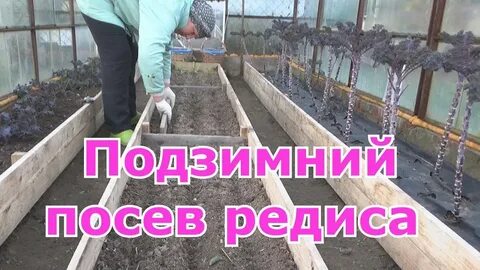 Что сажать в теплице осенью
