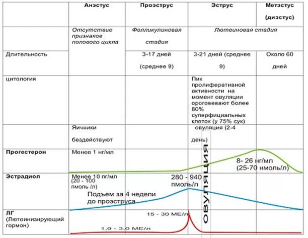 Сколько длится вторая течка. Периоды течки у собаки по дням. Периоды течки у собаки эструс. Циклы течки у собак по дням. Этапы течки у собак таблица.