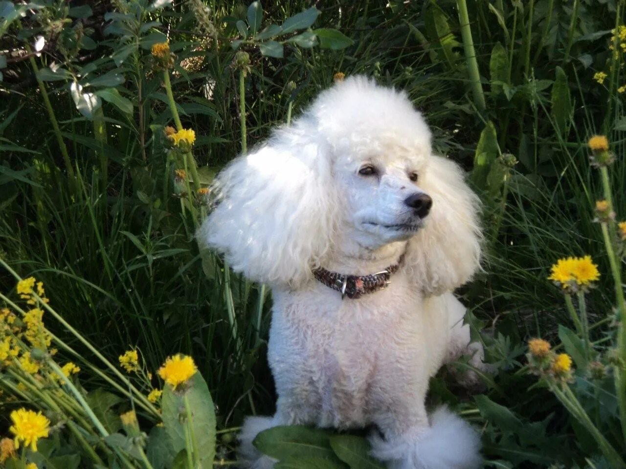 Лабрадудль карликовый. Карликовый пудель маленький. Мальтипу. Чистокровный королевский пудель. Как называется порода пудель.