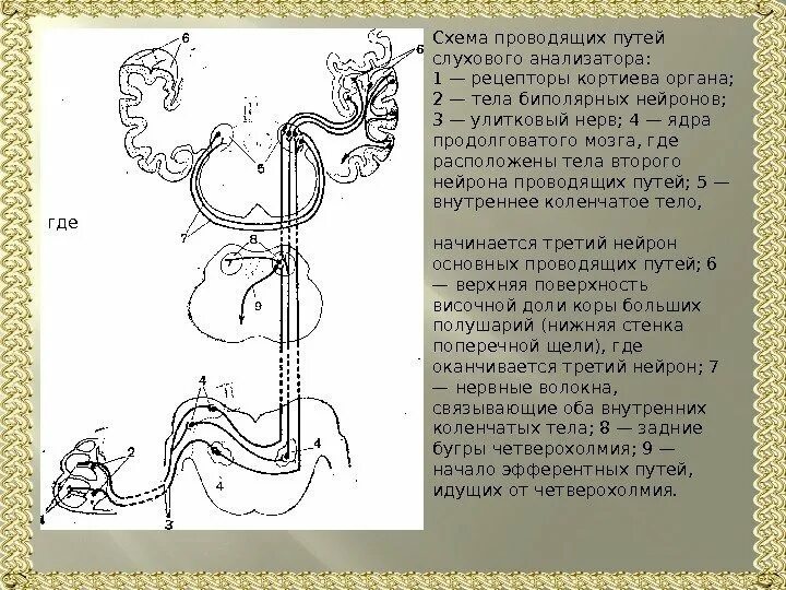 Проводящий путь органа слуха. Схема проводящих путей слуховой сенсорной системы. Строение слухового анализатора проводящие пути. Проводящий путь слухового анализатора 1 Нейрон. Проводящий путь слухового анализатора кратко.