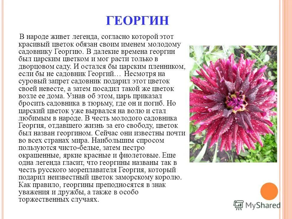 рассказ о цветах. легенда о хризантеме. легенды об осенних цветах. рассказ про георгины. георгин легенда о цветке.
