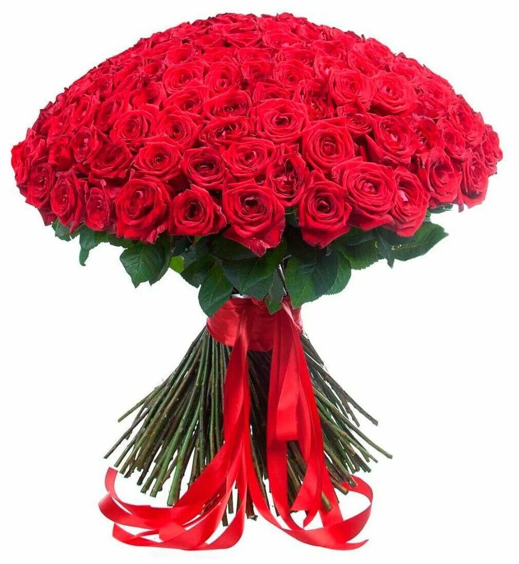 Розы красные букет москва. Розы красные букет москва. Шикарный букет красных роз. 201 роза 70см ред наоми. Букет 101 роза.