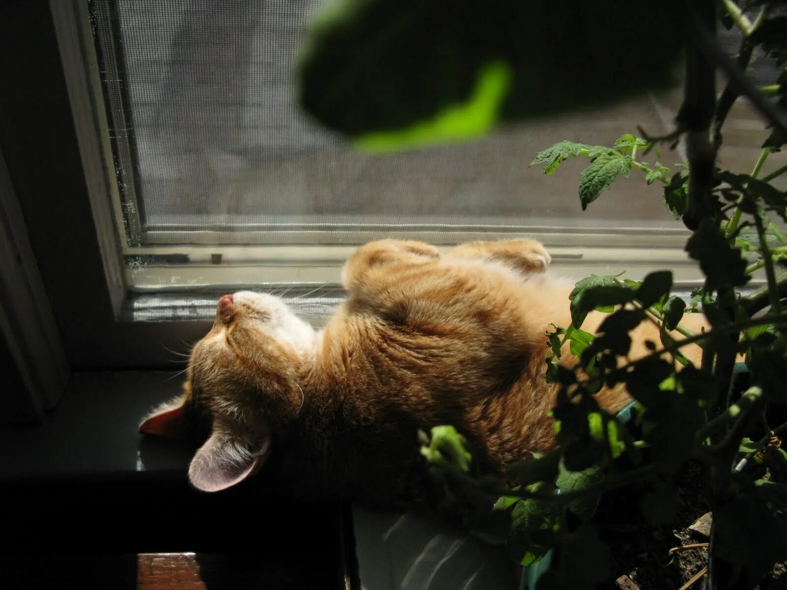 Кот на окне. Кот лежит на окне. Кот спит на окне. Кошка на подоконнике. Кошка на подоконнике.