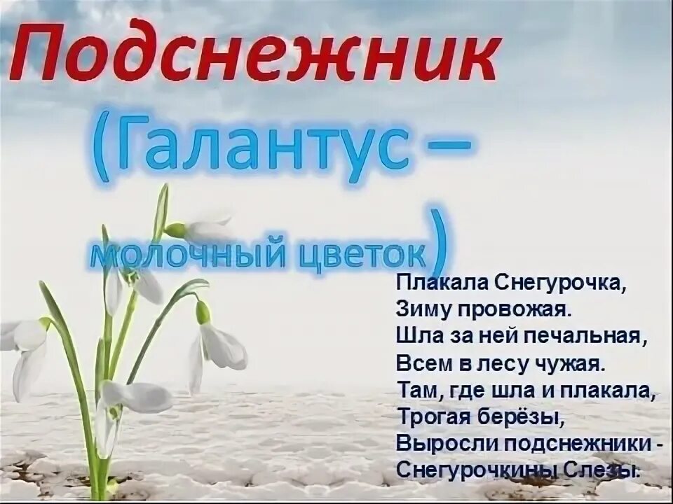19 апреля 2025 год. День подснежника. 19 апреля день подснежника. день подснежника в якутии. день подснежника в школе.