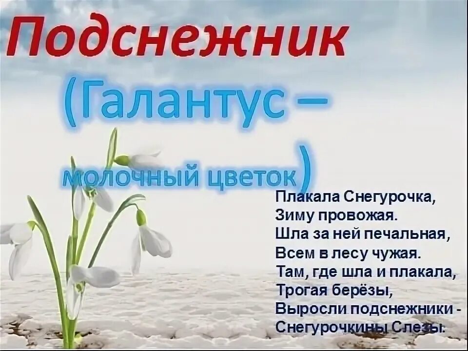 День подснежника. 19 Апреля день подснежника. День подснежника в Якутии. День подснежника в школе. 19 апреля 2020 год